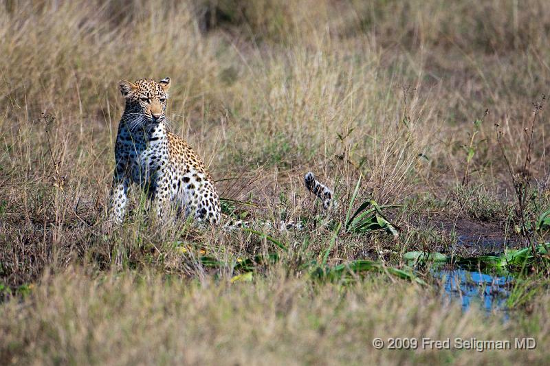 20090613_121203 D300 (1) X1.jpg - Leopards are said to nocturnal, but are active during the day in Botswana.   This Leopard was being observed at noon